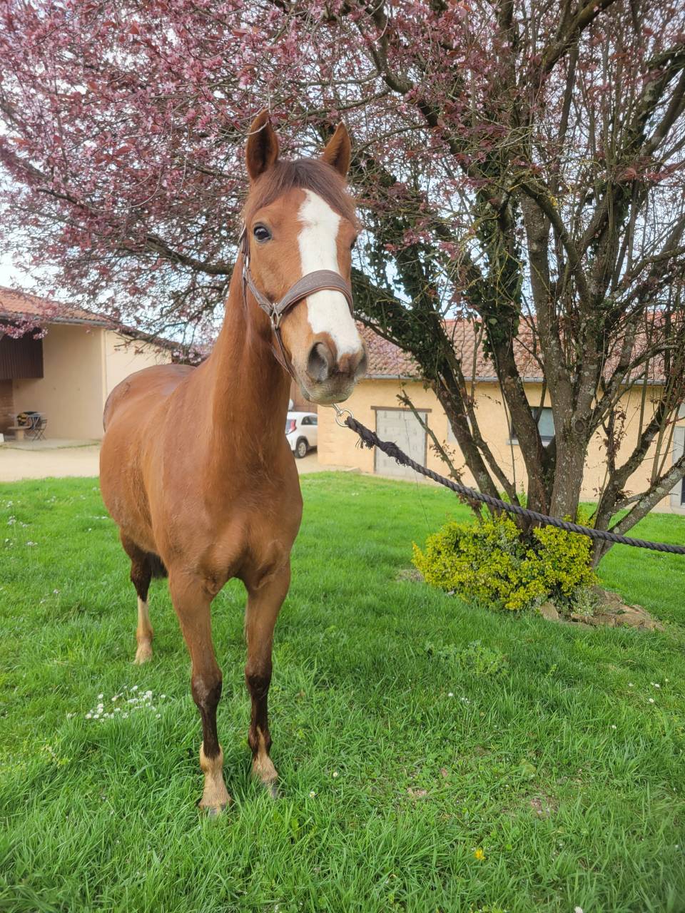 Poney fran&ccedil;ais de selle 4 ans