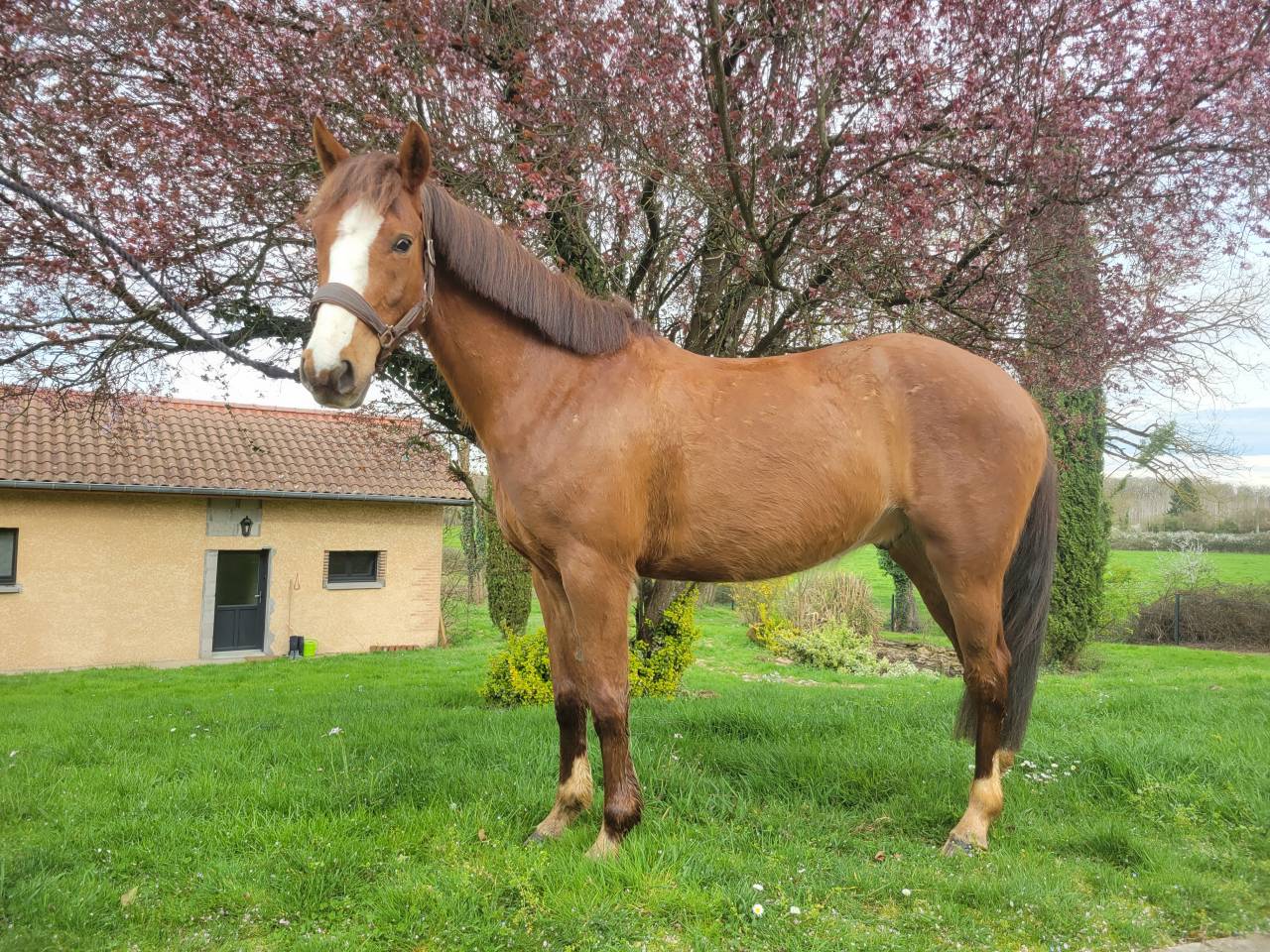 Poney fran&ccedil;ais de selle 4 ans