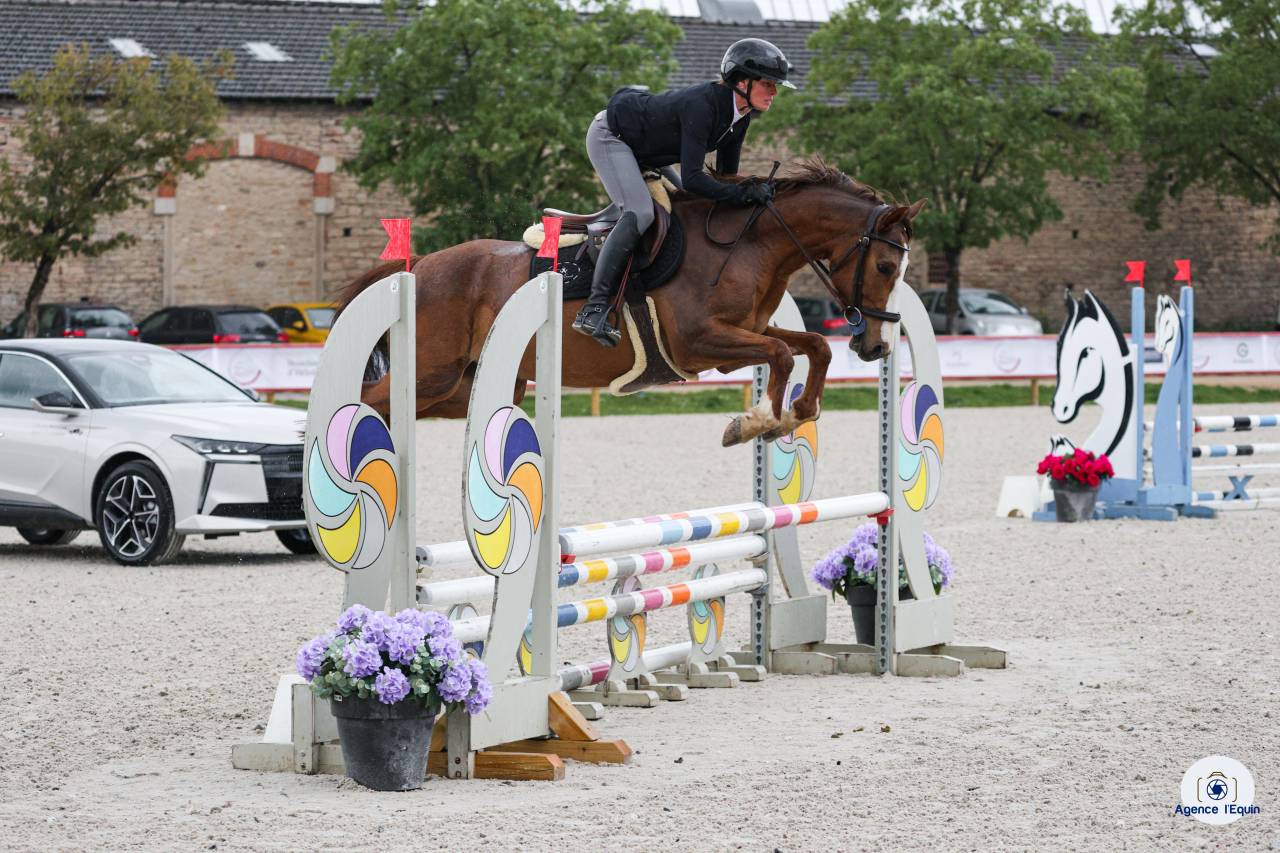 Poney fran&ccedil;ais de selle 4 ans