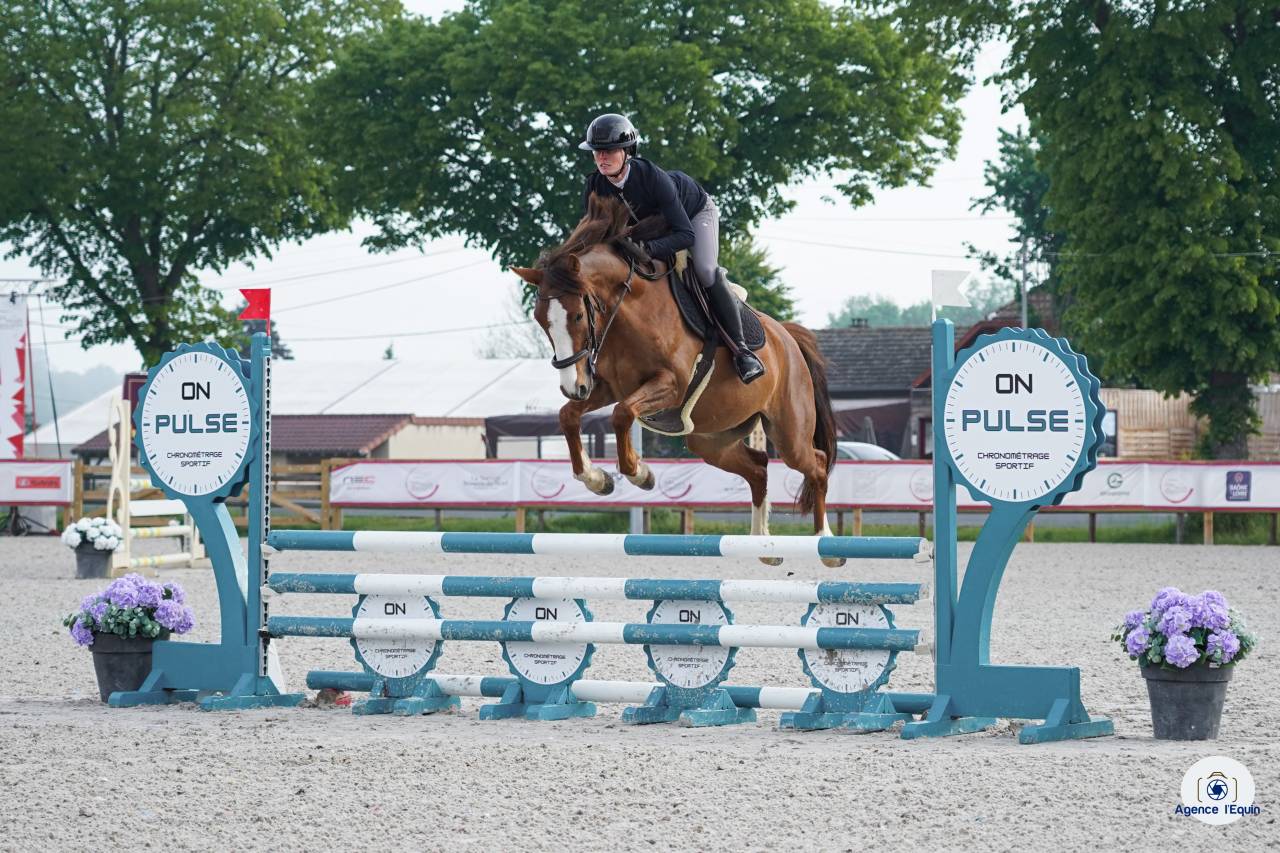 Poney fran&ccedil;ais de selle 4 ans