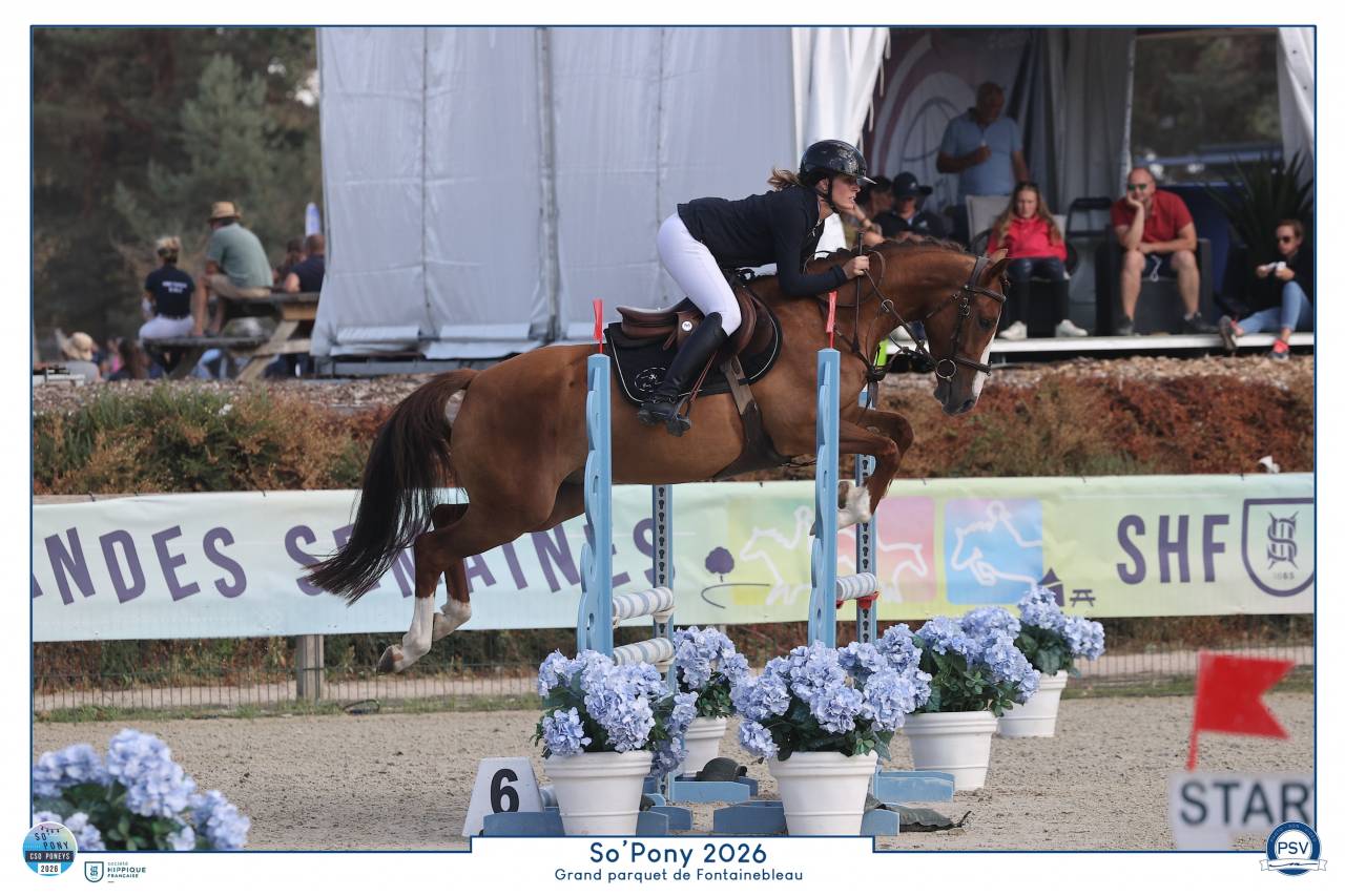 Poney fran&ccedil;ais de selle 4 ans