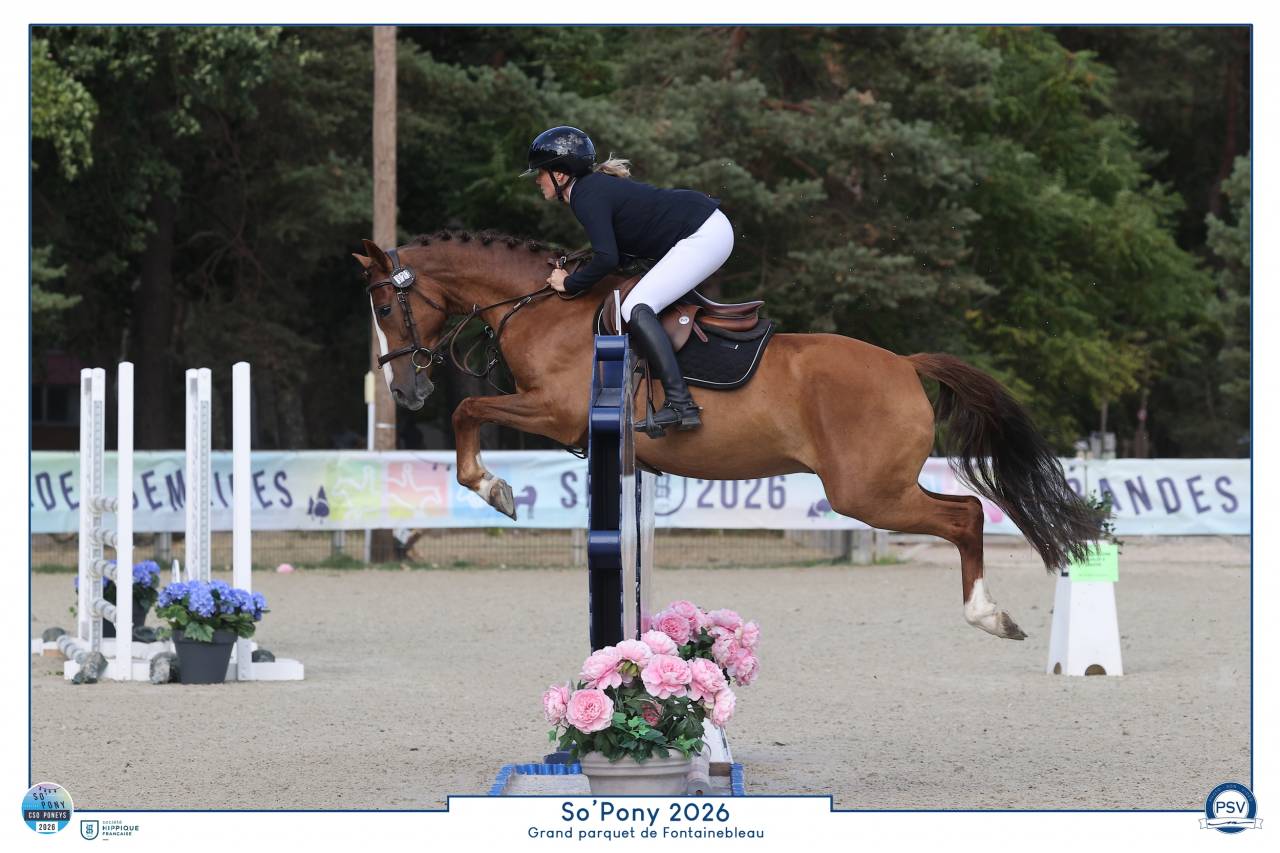 Poney fran&ccedil;ais de selle 4 ans