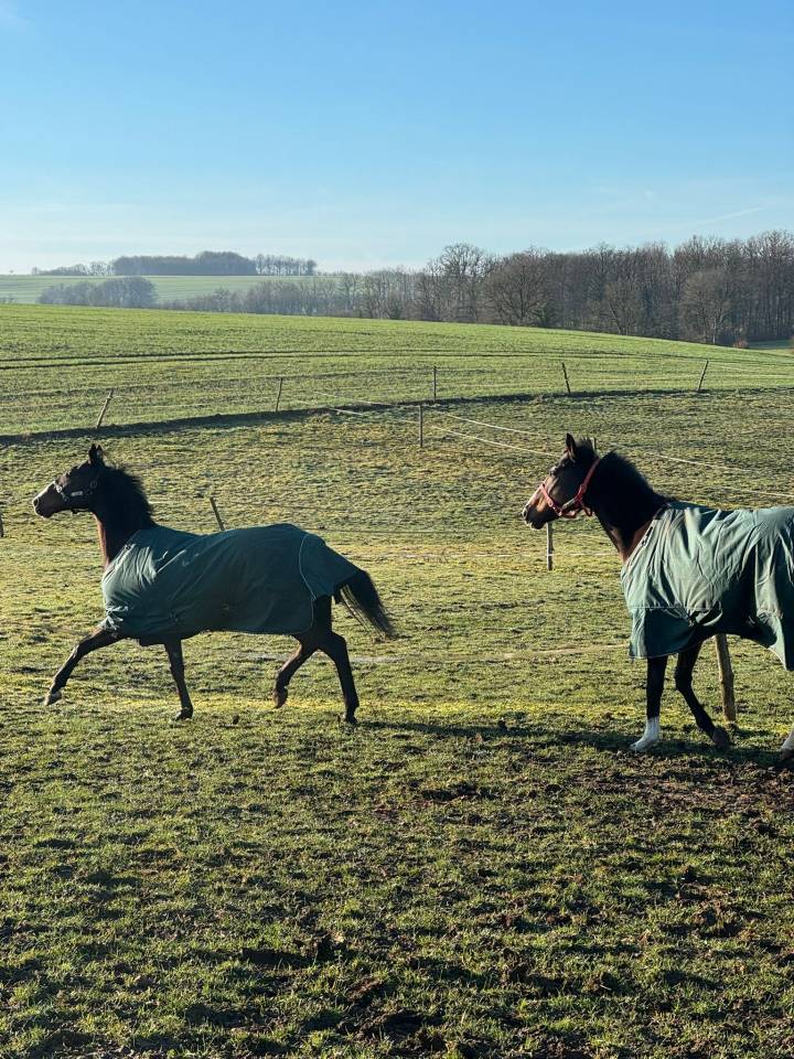 Plusieurs chevaux pour compagnie ou balade 