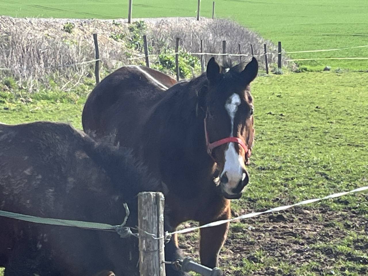 Plusieurs chevaux pour compagnie ou balade 