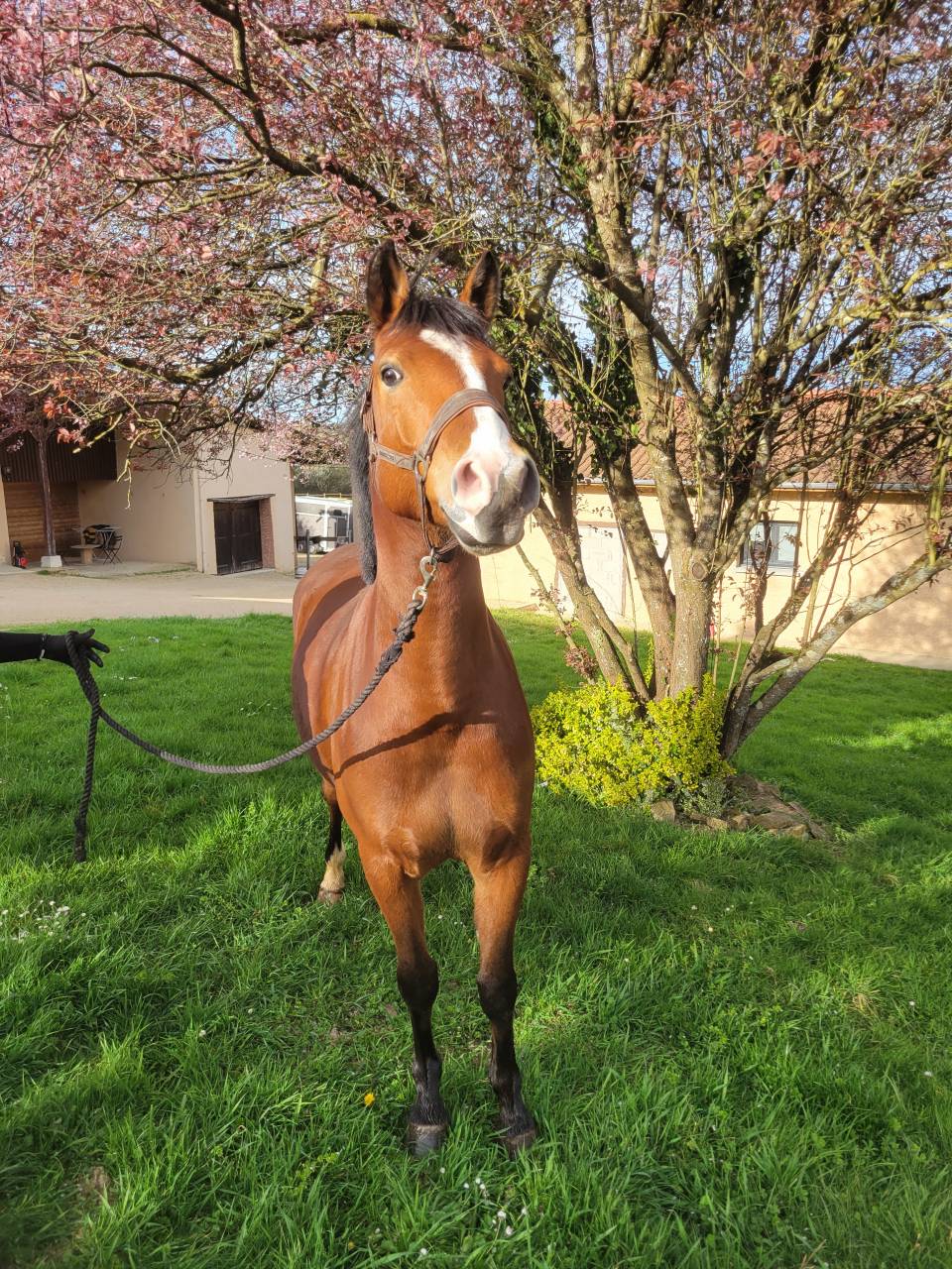 Poney PFS 5ans 