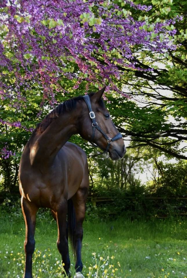 &Agrave; vendre F&eacute;nix des Joncs 