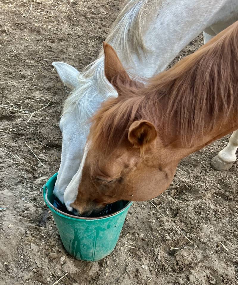 Pur sang exeptionnel 7 ans cherche sa nouvelle famille 