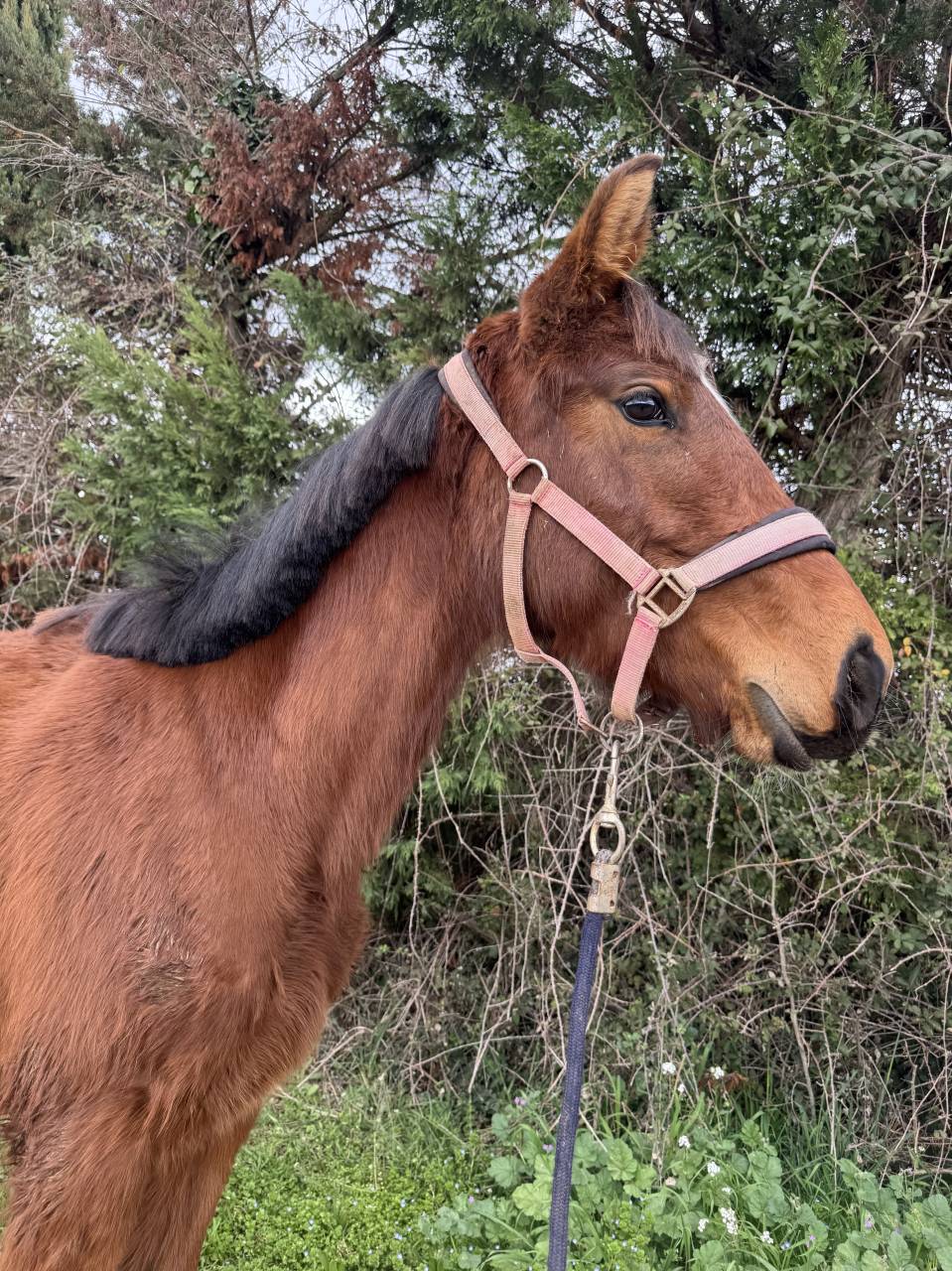 Pouliche de sport &agrave; vendre obstacle ou reproduction 