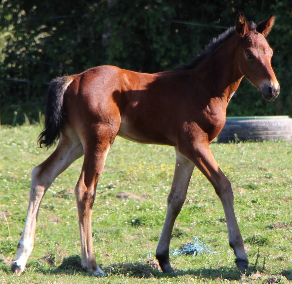 Poulain SF 1 AN Catchar mail 