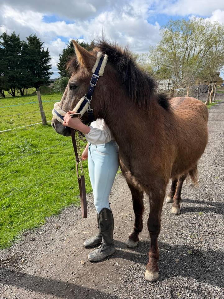 Jeune poney 2 ans pour CSO