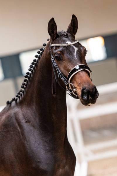 Poulini&egrave;re dressage