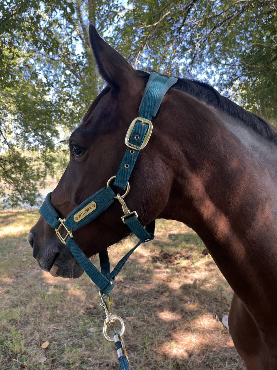 Poney Fran&ccedil;ais de selle D , 1m49 &agrave; vendre 