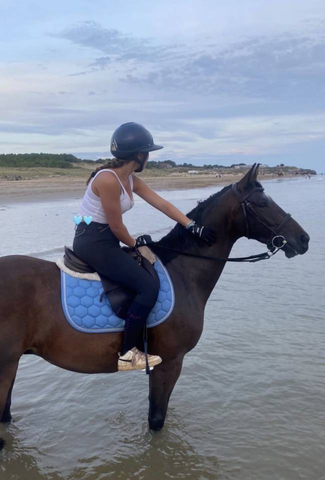 Poney Fran&ccedil;ais de selle D , 1m49 &agrave; vendre 