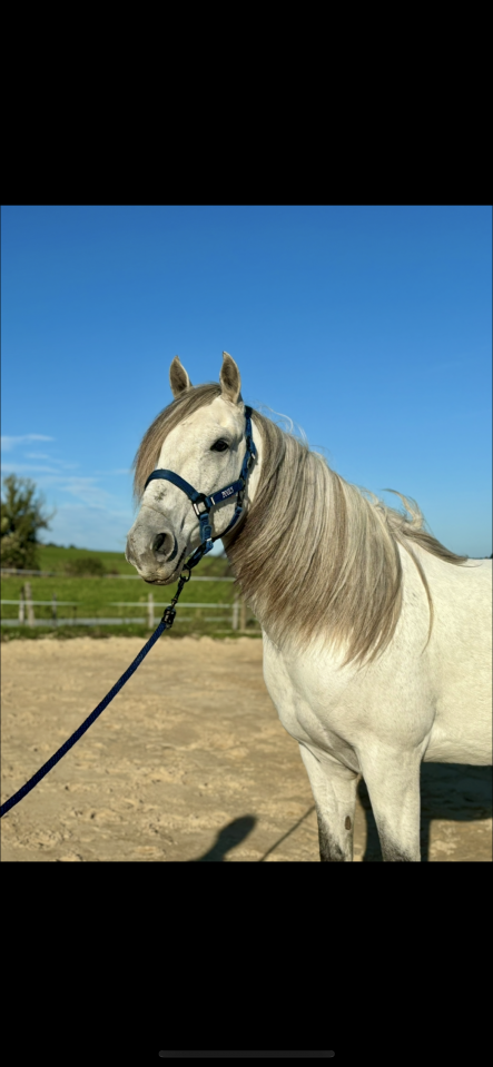 Tornado - cruzado - 8ans