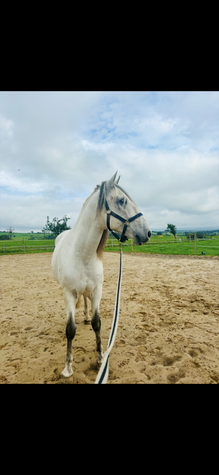 Tornado - cruzado - 8ans