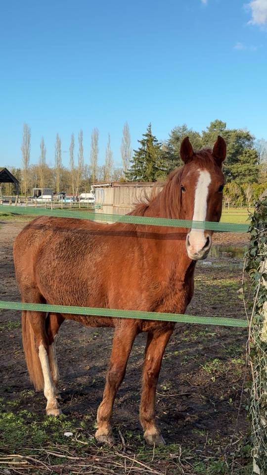 Poney &agrave; vendre