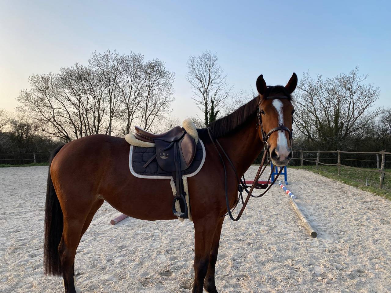 Jument SF 4 ans Cooper VD Heffnick 