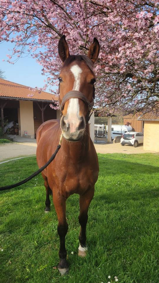 Jument SF 4 ans Cooper VD Heffnick 