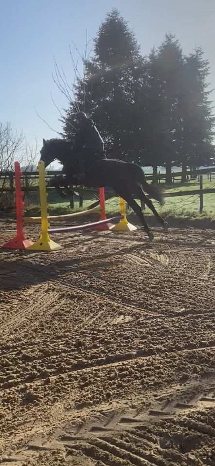 Pur sang anglais de 7 ans ( toise 1m70 