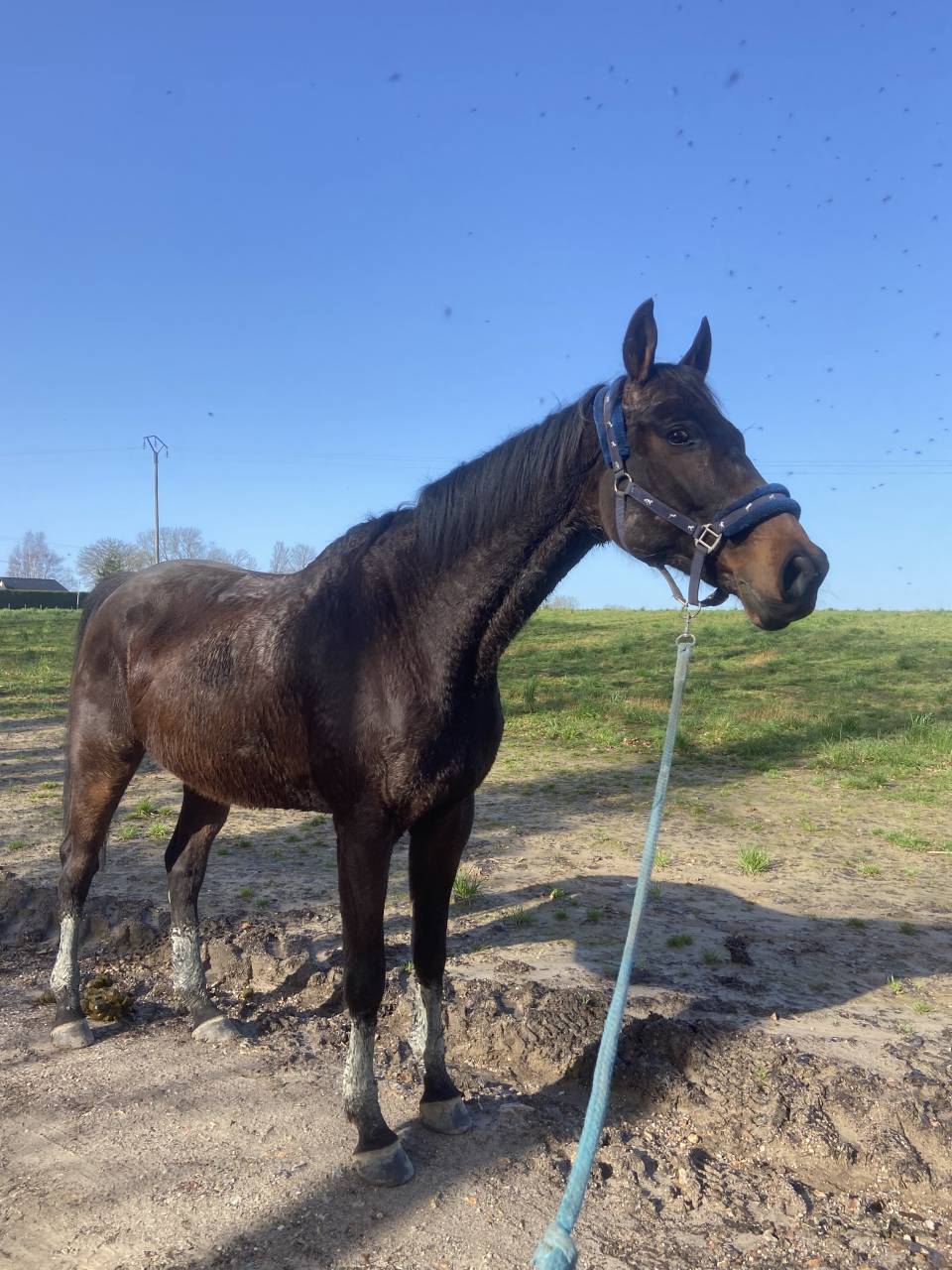 Pur sang anglais de 7 ans ( toise 1m70 