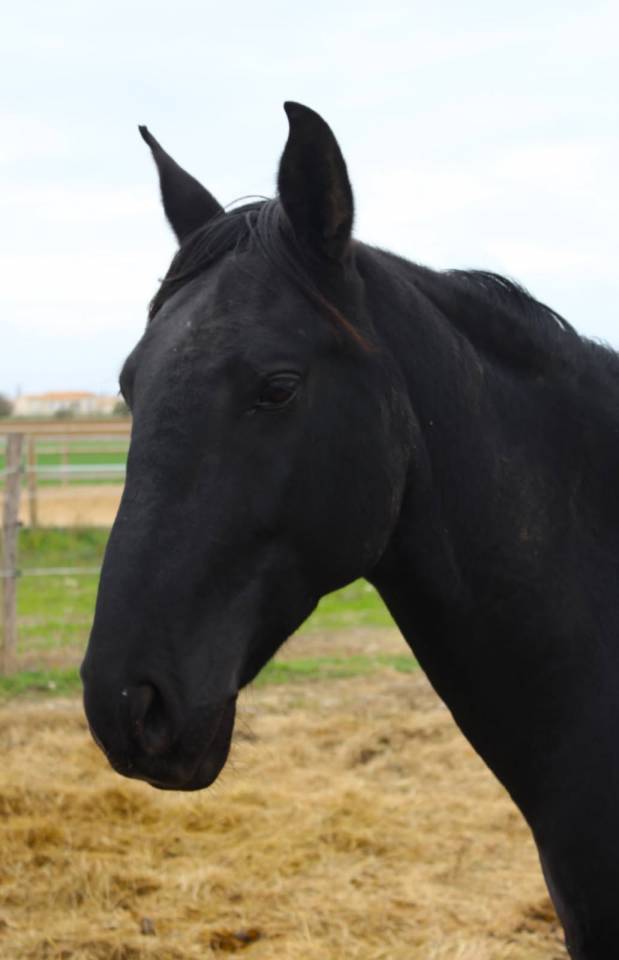 Cheval pure race espagnol 