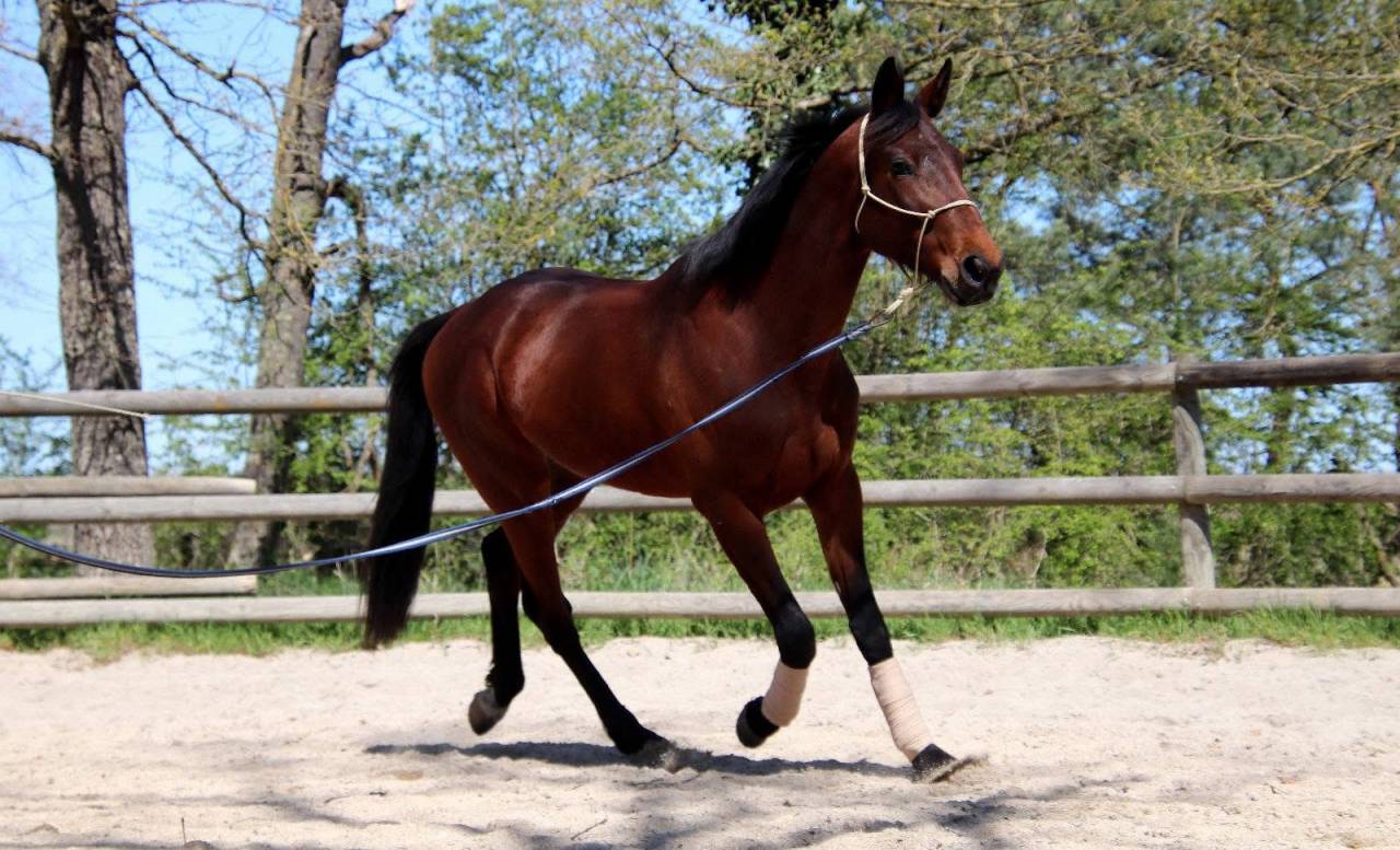 Jeune cheval TAP / compagnie 