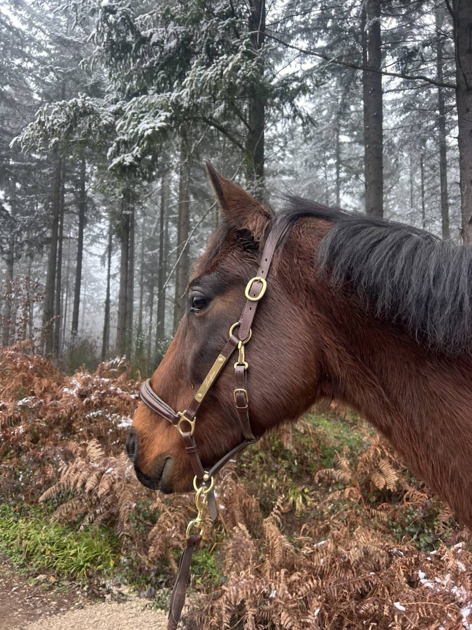 Jeune cheval TAP / compagnie 
