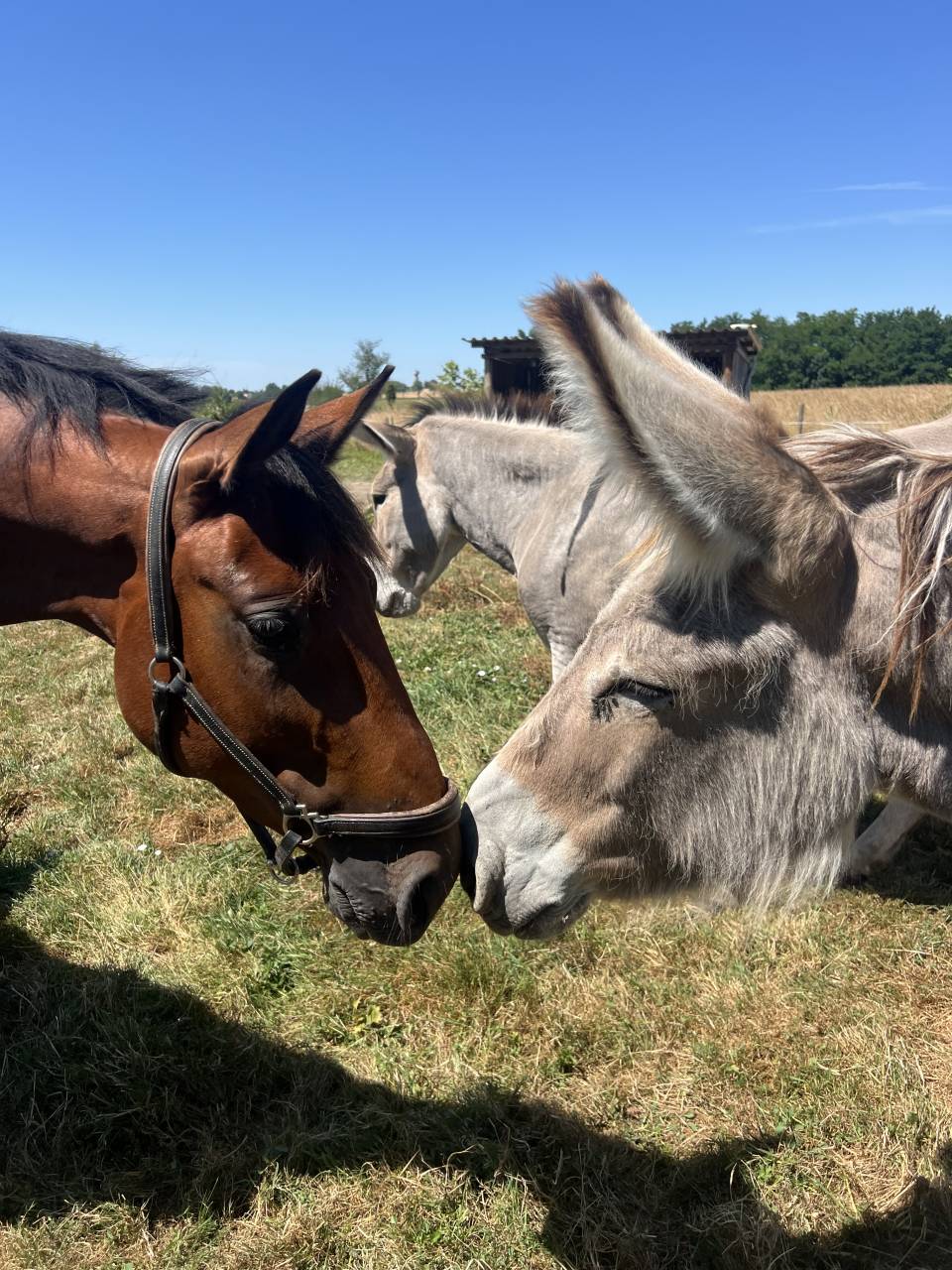 Jeune cheval TAP / compagnie 