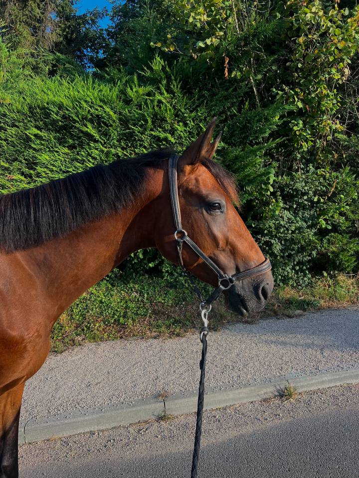 Jeune cheval TAP / compagnie 