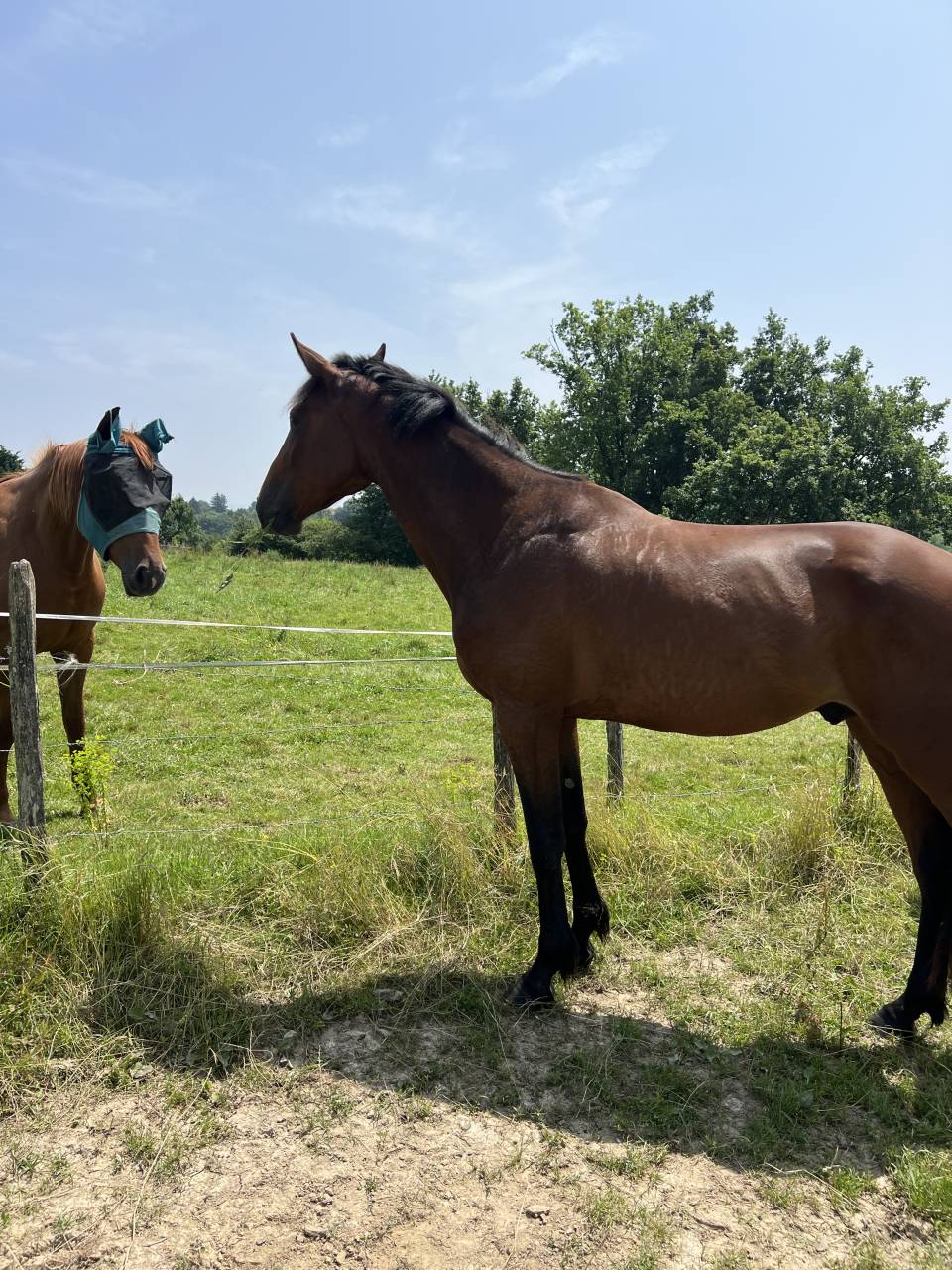 Jeune cheval TAP / compagnie 
