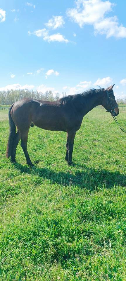 Cheval de selle 5 ans