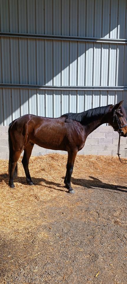 Cheval de selle 5 ans