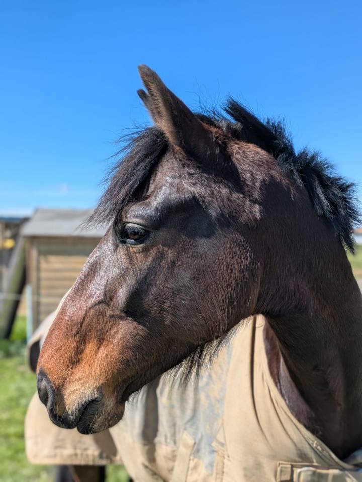 Cheval de selle 5 ans