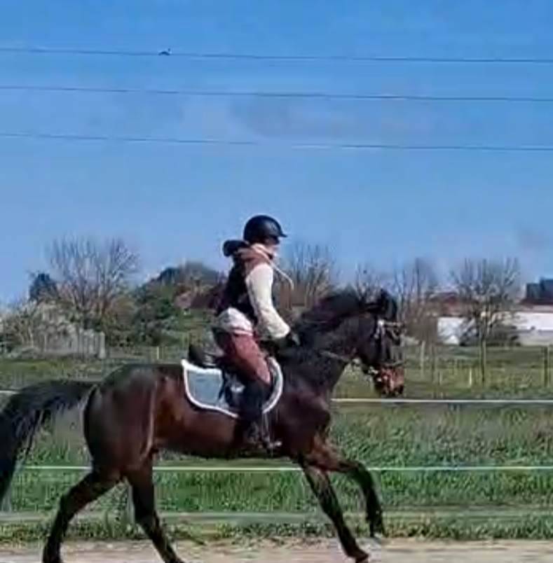 Cheval de selle 5 ans