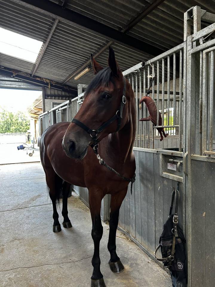 Jument de sport de 10 ans fille de Kigali 