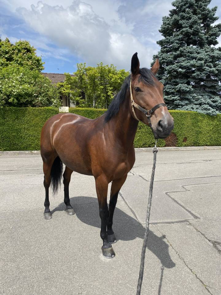 Jument de sport de 10 ans fille de Kigali 