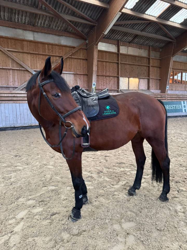 Jument de sport de 10 ans fille de Kigali 