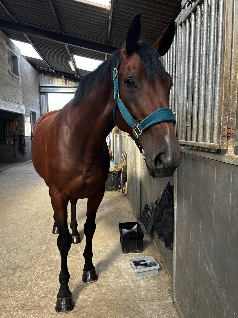 Jument de sport de 10 ans fille de Kigali 