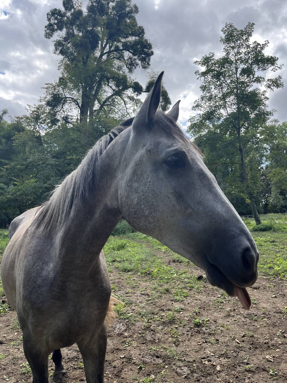 Kimba - Demi - pension  15min de Dijon Sud-Est