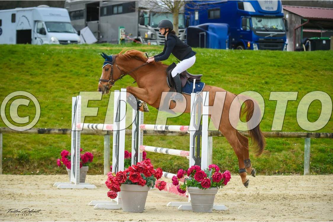 Cheval cso amateur elite