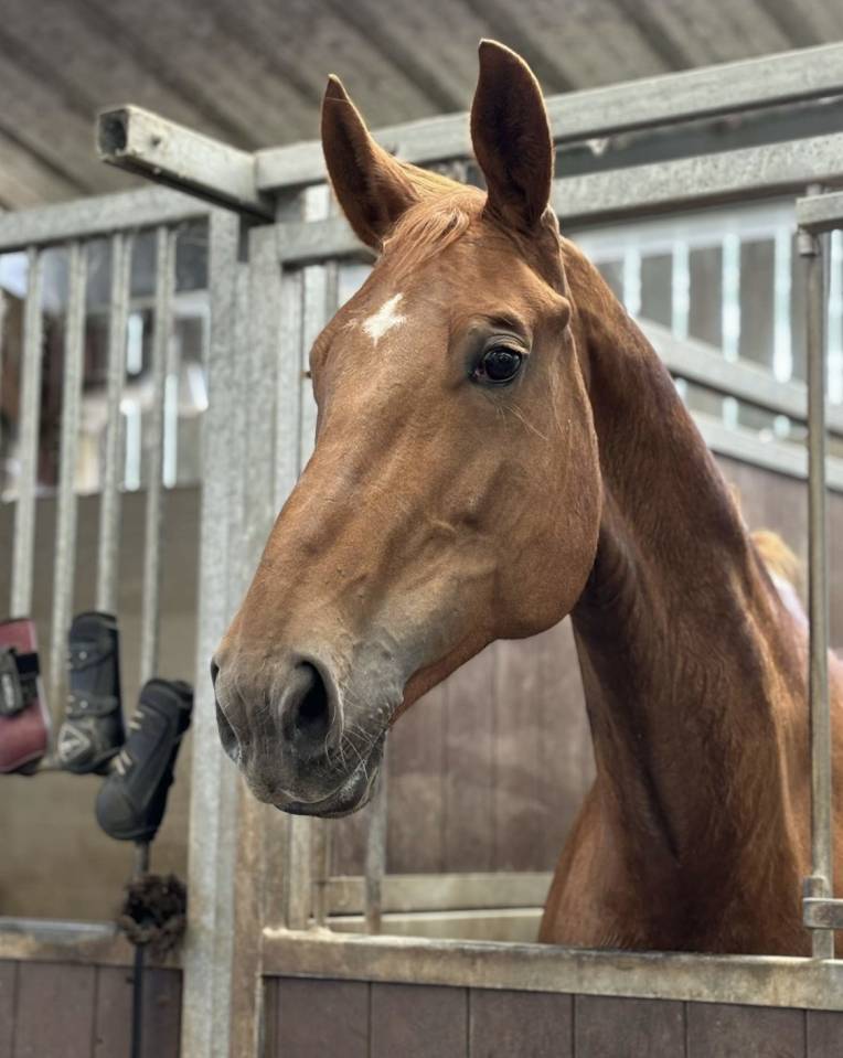 &Agrave; vendre poulini&egrave;re