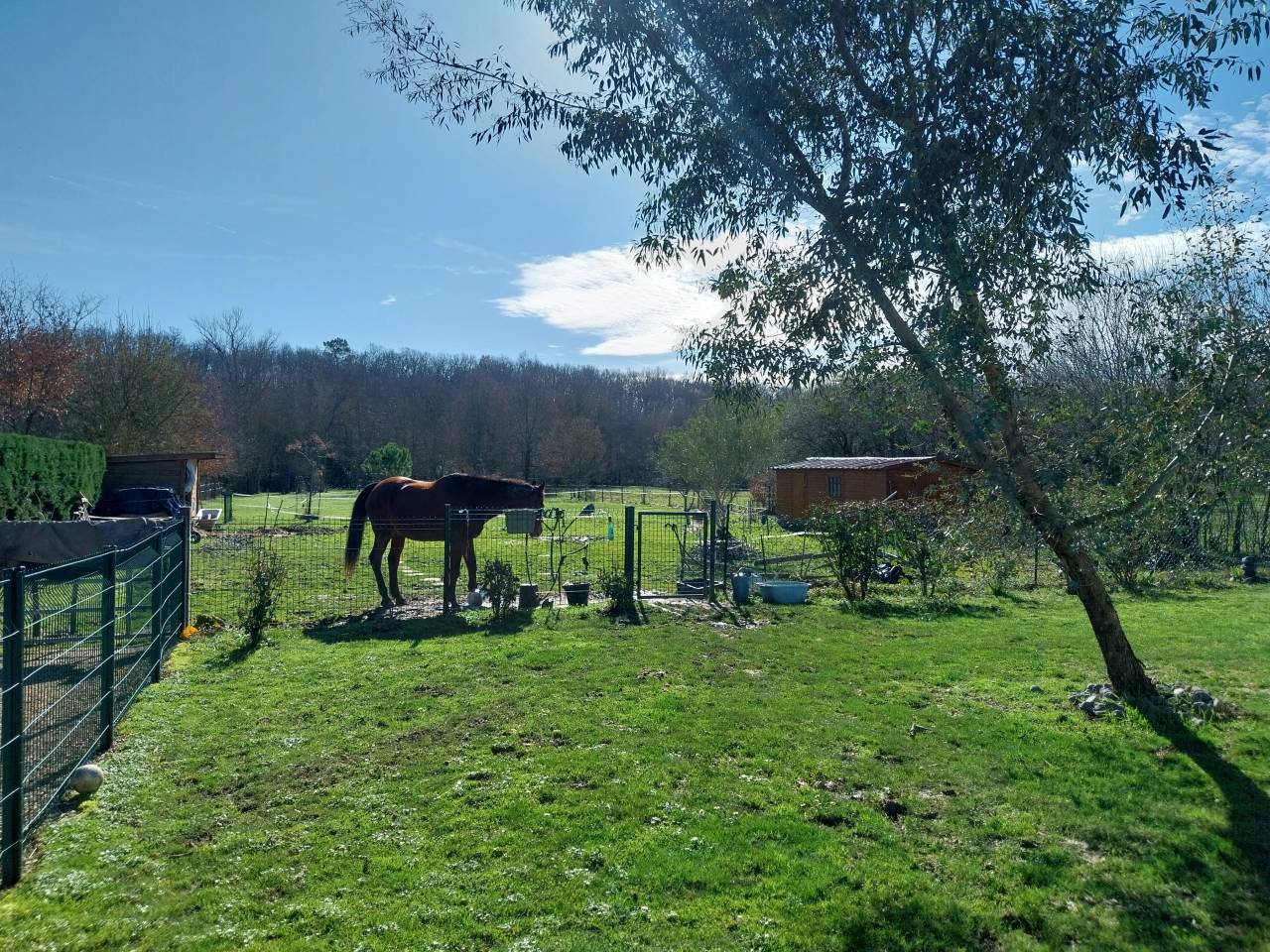 Pension retraite pour petit cheval Ane ou poney chez p