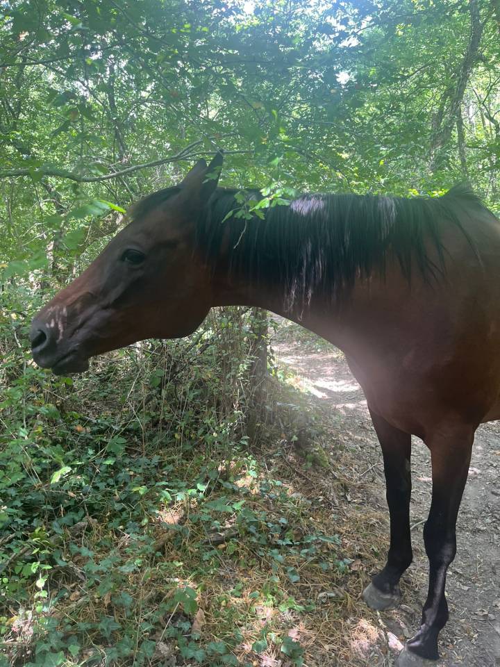 Recherche cavalier-e confirm&eacute; pour balade 30 ' Toulouse