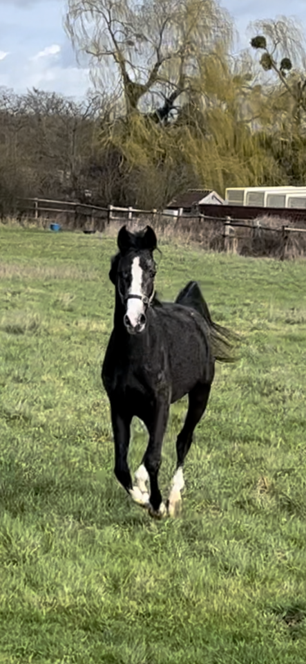 Jeune m&acirc;le PSA d&rsquo;endurance 