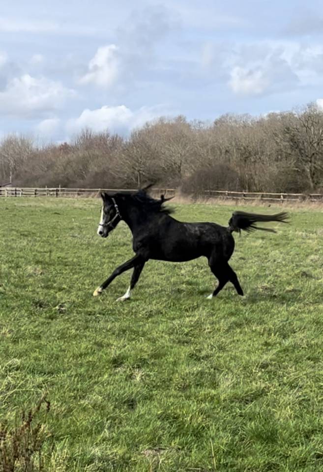 Jeune m&acirc;le PSA d&rsquo;endurance 