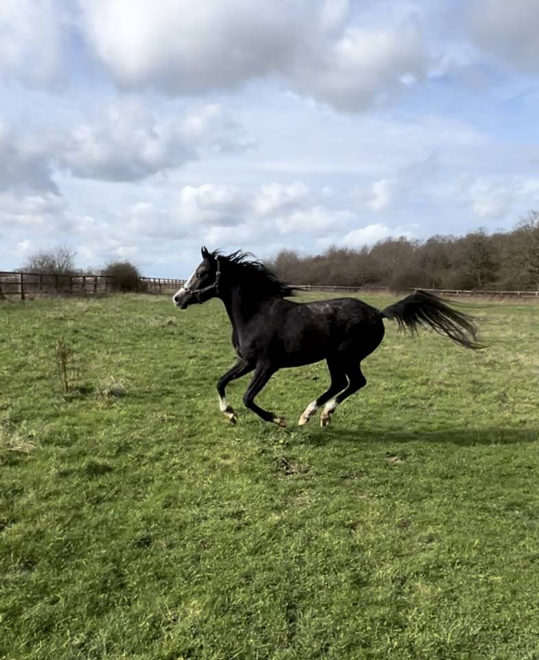 Jeune m&acirc;le PSA d&rsquo;endurance 