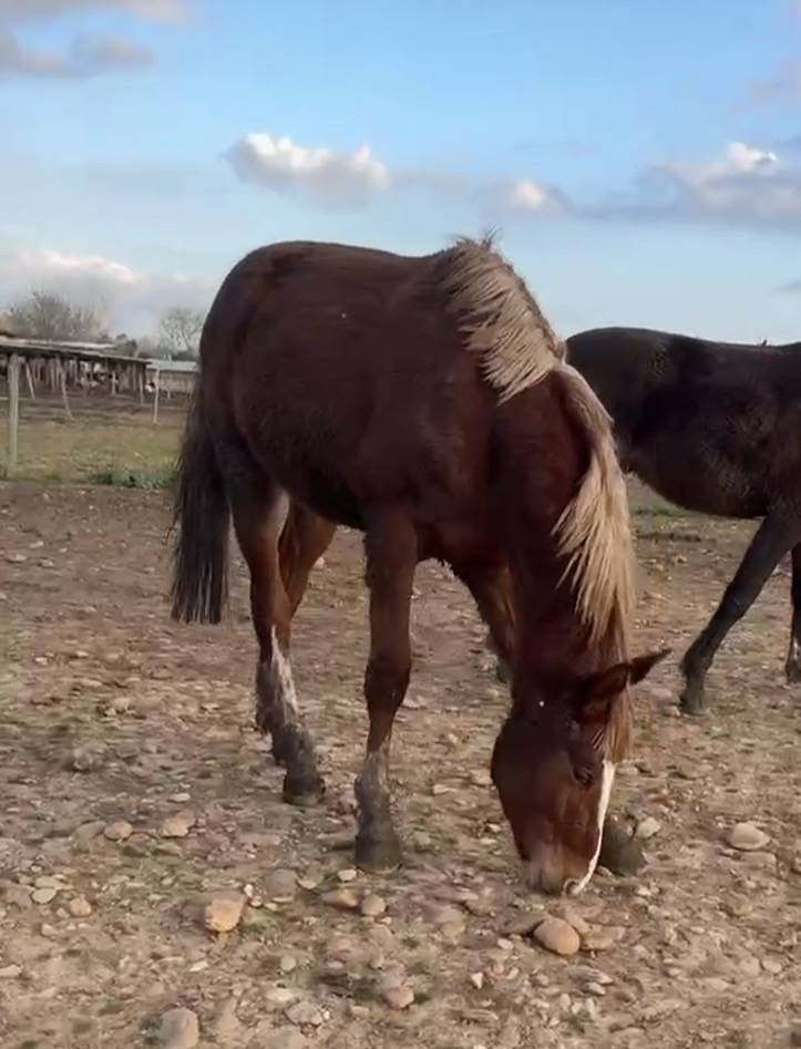 Rare M&acirc;le 2 ans SFO  par Nervoso