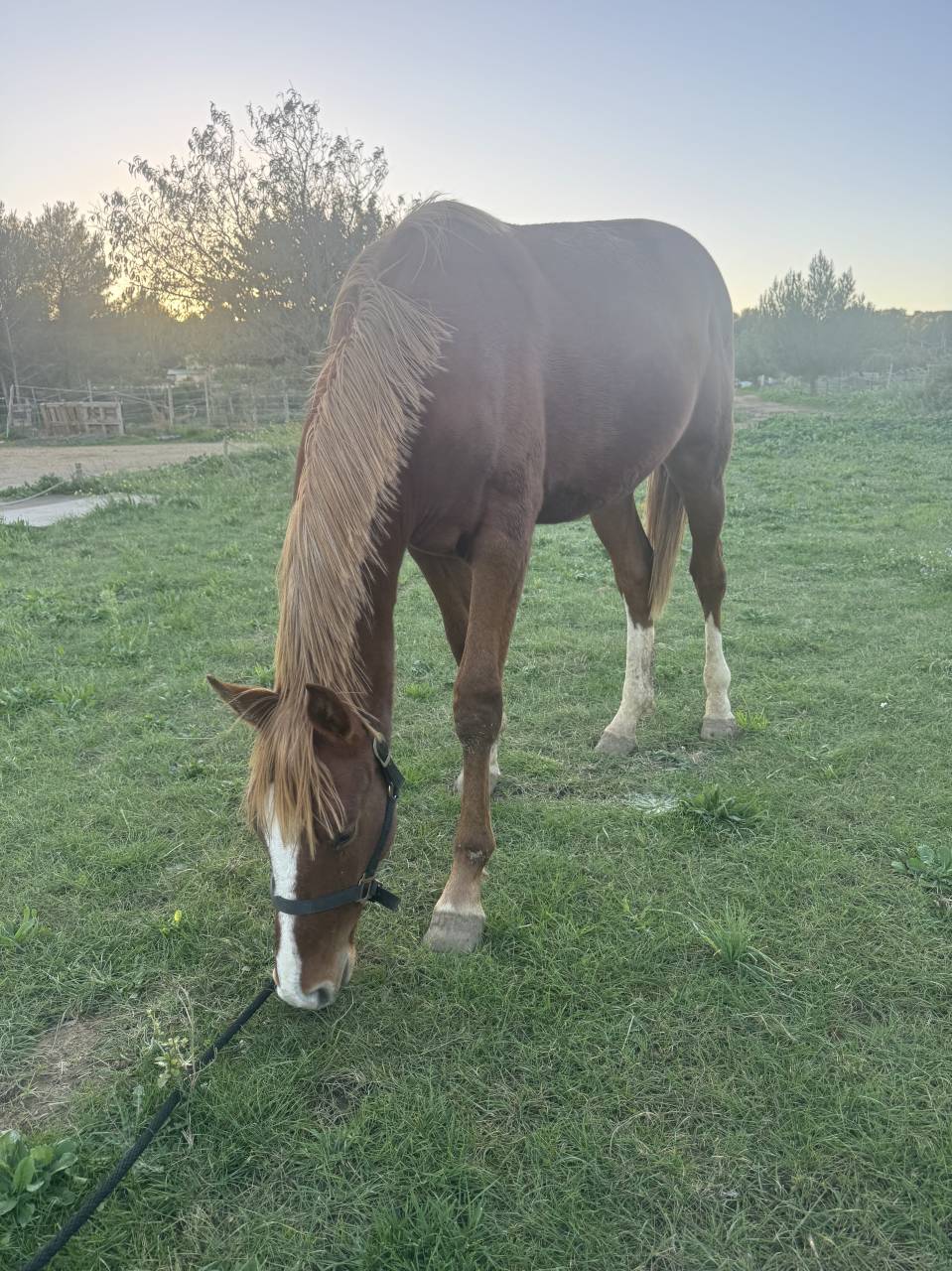 Rare M&acirc;le 2 ans SFO  par Nervoso