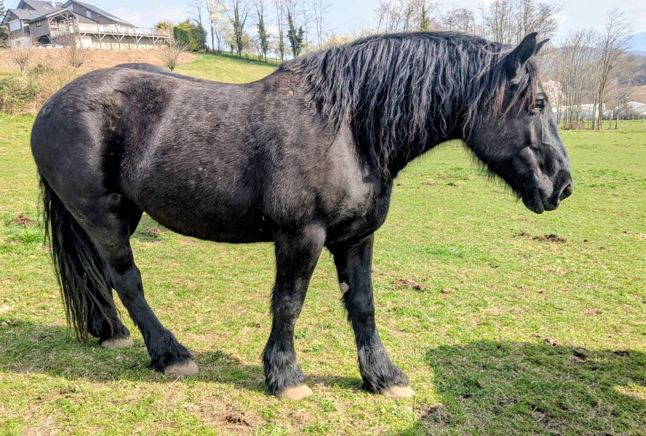 Jument Percheronne noire 