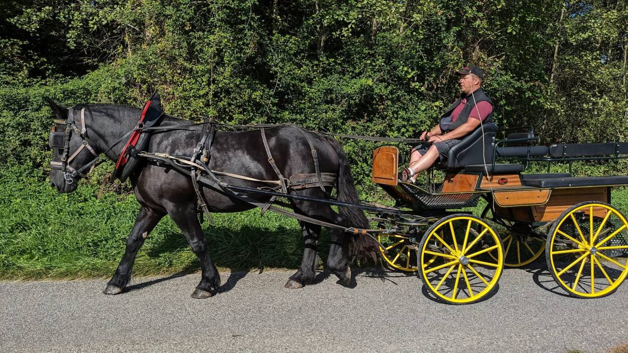 Jument Percheronne noire 